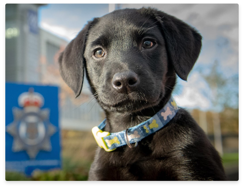 Jet as a puppy