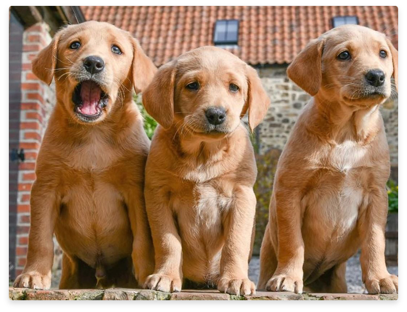 ben with brothers