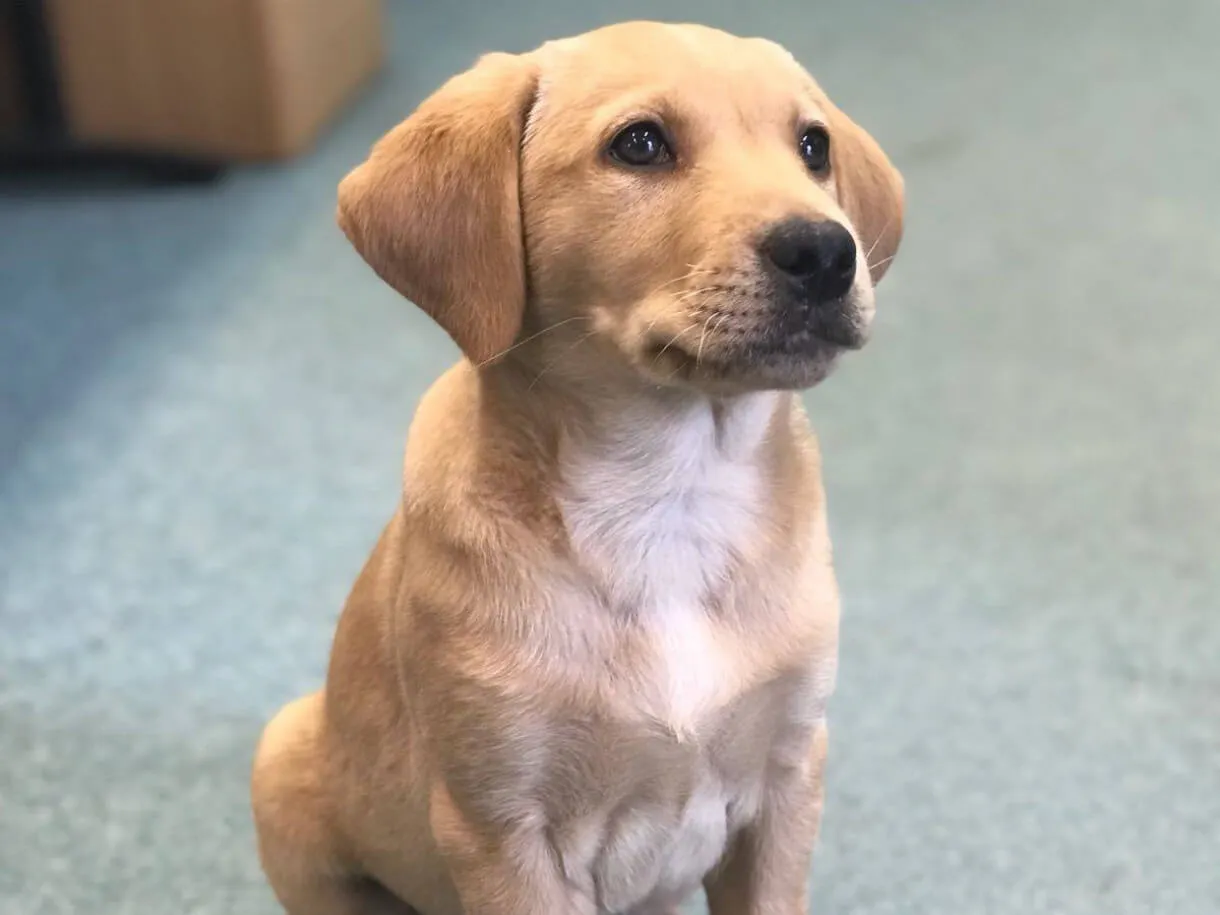 Ben as a puppy