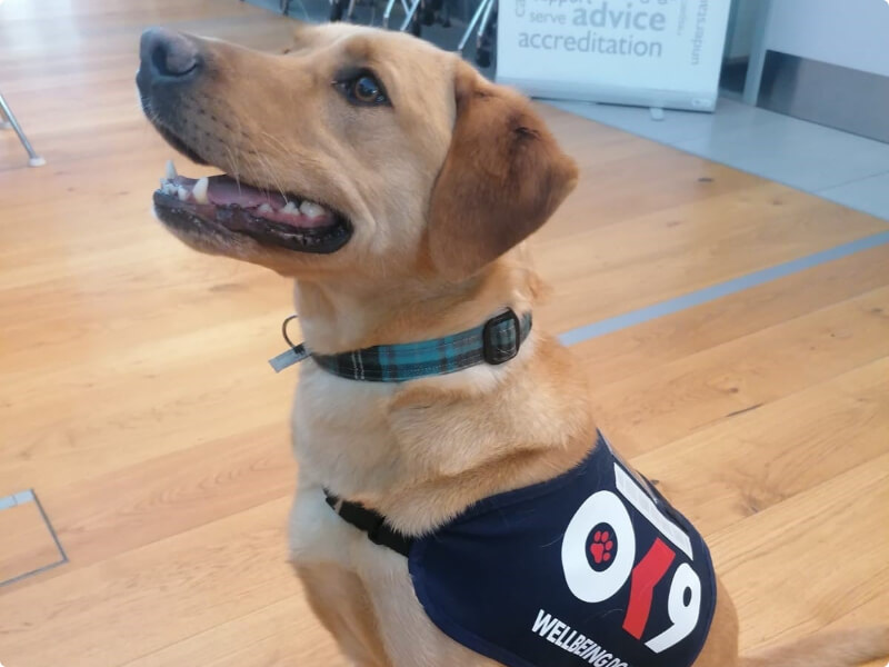 Jet at a school