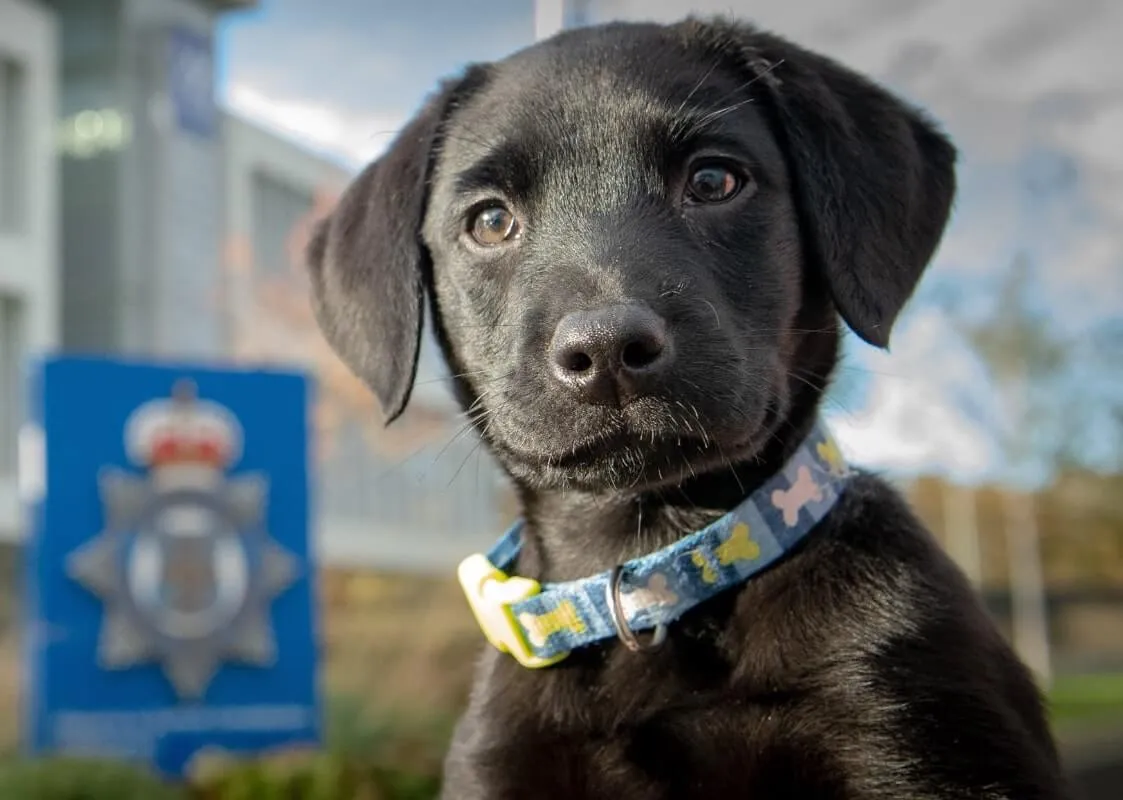 Jet as a puppy
